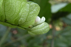Flemingia strobilifera